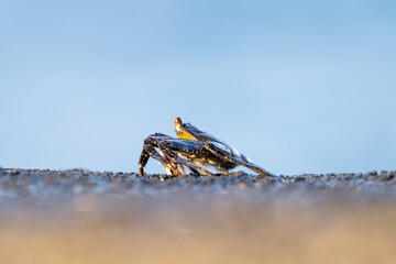 Atlantic crab