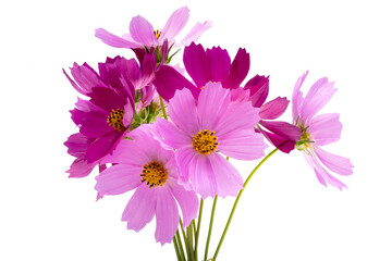 cosmos flower isolated