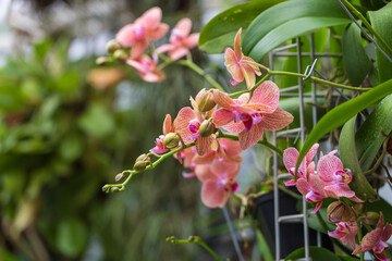 Beautiful colorful Orchid flower. Photo with nice bokeh