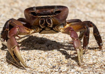 Red crab on sand beach, Mauritius Island