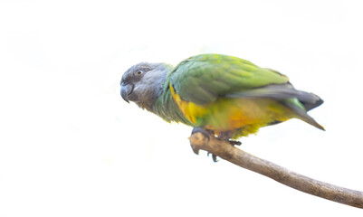 parrot in a park