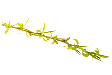 willow branch isolated