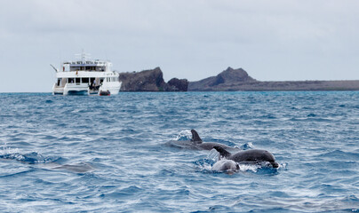 Pod of dolphins swimming in front of catamaran with.