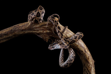 angry baby boiga snake on branch