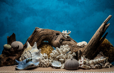 still life with shell,coral and hippocamp
