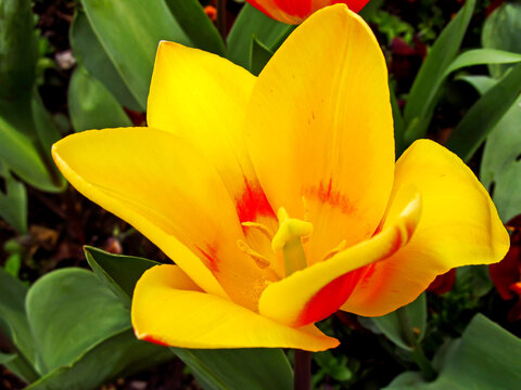 A bright yellow and orange water-lily Tulip flower, Tulipa kaufmanniana