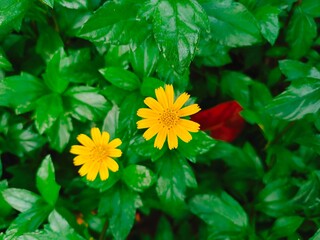 yellow flowers
