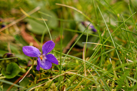 Viola odorata flower close up