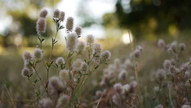 Trifolium arvense, known as hare's-foot clover