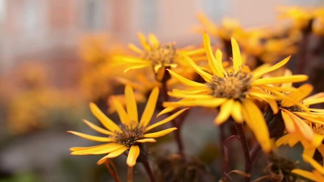 Ligularia dentata (summer ragwort or leopardplant)