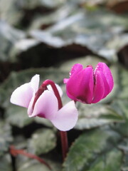 Zbliżenie na kwiaty rośliny z gatunku Cyclamen © Kumulugma