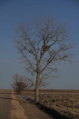 bird nest in the tree