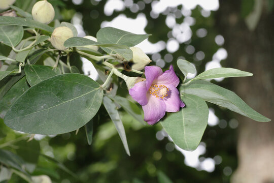 Lagunaria patersonia , commonly known as the pyramid tree, Norfolk Island hibiscus, Queensland white oak, sally wood