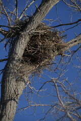 nest in a tree