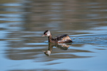 Pimpollo en la Laguna Caren