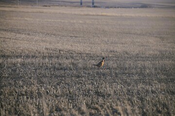 pheasant in a field