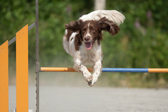 English Springer Spaniel jumps over an agility hurdle on a dog agility course