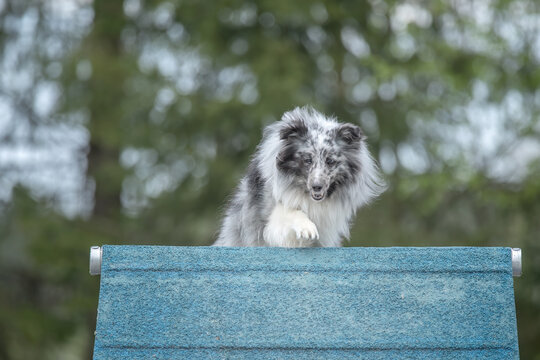 Shetland Sheepdog climbs over an a-frame on a dog agility course