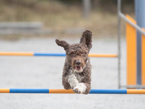 Spanish Water Dog jumps over an agility hurdle on a dog agility course