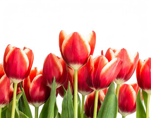 Rote Tulpen am unteren Rand isoliert auf wei&szlig;en Hintergrund, Freisteller 
