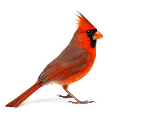 Rotkardinal Vogel isoliert auf weißen Hintergrund, Freistelle
