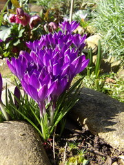 Zbliżenie na kwiaty fioletowych krokusów © Kumulugma