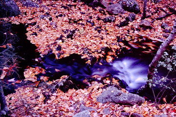 Stream in the Leaves