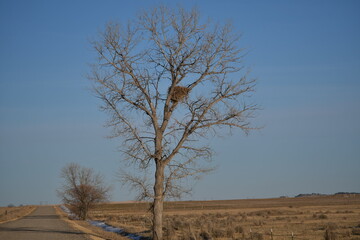 tree in the field