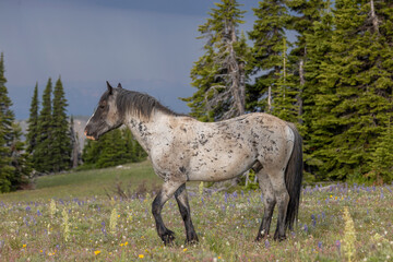 Wild Horse in Summer in the Pryor Mountains Montana - obrazy, fototapety, plakaty