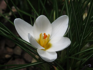 Zbliżenie na biały kwiat krokusa