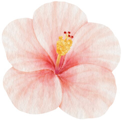 Fototapeta na wymiar Pink hibiscus flower watercolor style for Decorative Element