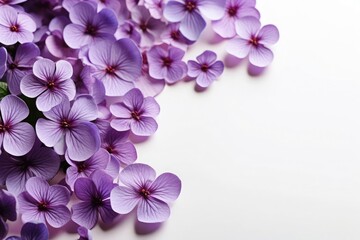 Naklejka na ściany i meble Delicate purple flowers grace the space with soft beauty and spring's touch. Copy space