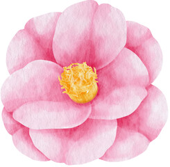 Pink camellia flower watercolor style for Decorative Element