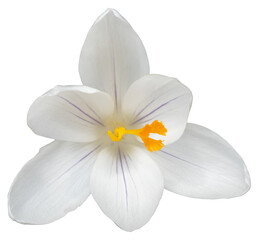 Beautiful white and yellow colored crocus blossom, close up isolated picture, transparent background	
Beautiful white and yellow colored crocus blossom, close up isolated picture, transparent backgrou