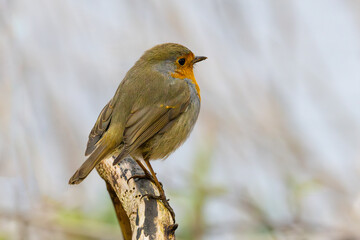 Close up of a European Robin, Erithacus rubecula, standing looking forward with one eye visible friendly with eye contact on a bare sawn-off tree trunk against bright blurred background - obrazy, fototapety, plakaty