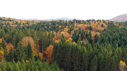 Aerial view of a sunny autumn forest landscape. - 756663676