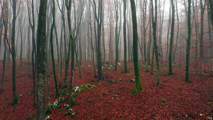 Lovely red autumn leaves and foggy forest. - 756663692