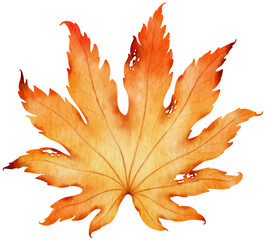 Dried autumn maple Leaf  watercolor style for Decorative Element