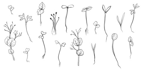 hand drawn microgreens vector illustration. Contour sprouts of watercress, spinach, mustard cress and peas, radish, onion, sunflower, basil plant. Set for menu, logo, microelements, healthy lifestyle.