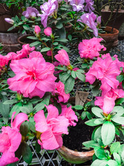 Blooming azalea in a botanical garden among old moss-covered pots on a concrete shelf