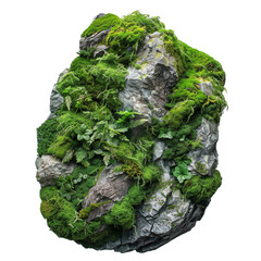 a realistic oak tree with a white background, PNG cutout on transparent