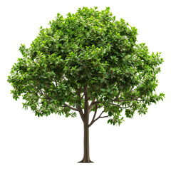 Fototapeta na wymiar a realistic oak tree with a white background, PNG cutout on transparent