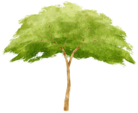 Tree watercolor illustration for Decorative Element