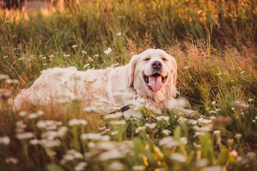 golden retriever resting lying in the grass in a field looking at the camera