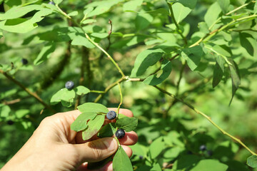 Forager looking wild blueberry bush in forest with defocused plant background. Know as Oval-leaved Blueberry, Ovalleaf bilberry or Vaccinium ovalifolium. North Vancouver, BC, Canada. Selective focus.