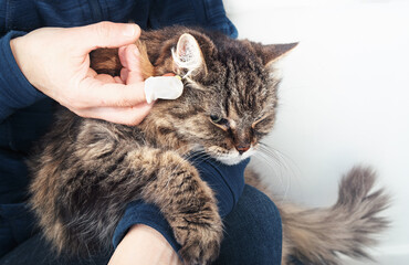 Cat getting transdermal ear medication administered by owner. Woman with finger cot rubbing ointment in cat ear. Super senior tabby cat with hyperthyroidism.18 years old, female cat. Selective focus.
