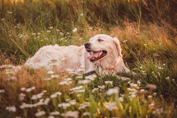 golden retriever resting lying in the grass in a field looking back