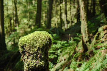 Moos on tree trunk in forest with defocused foliage. Summer rainforest background. Overgrown forest with fern and trees in North Vancouver, Canada. Selective focus.