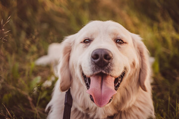 close-up portrait of a golden retriever looking directly at the camera