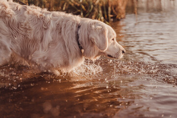 golden retriever drinks water from the river in splashes and streams of water